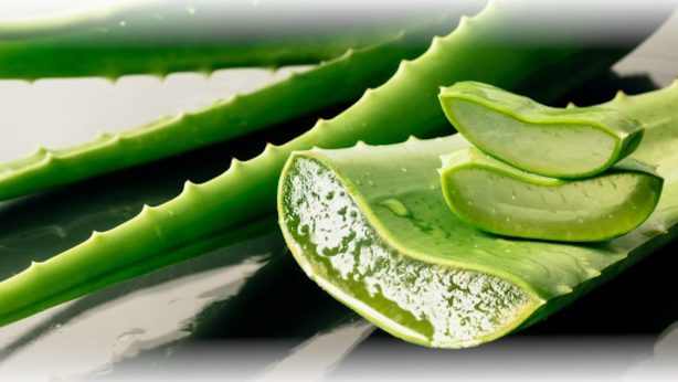 7 propriétés du Gel d’Aloe : Découvrez des informations essentielles concernant ce cosmétique!